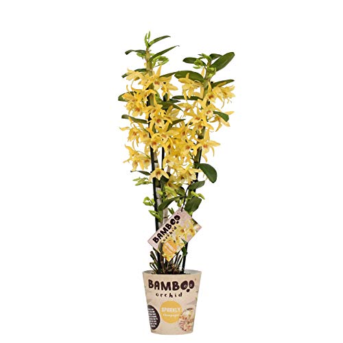 Orquídea de BAMBOO ORCHID - Bambú orquídea Cover