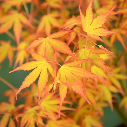 Acer palmatum 'Katsura' â€“ Award-Winning Japanese Mapl