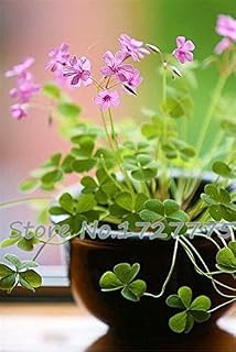 Green Seeds Co. 100 pz Rare Oxalis Stenorrhyncha Bonsai Bulbi Radice piante EZ Grow Balcone Bonsai Piante Grande Quantità Fiore: Bianco: Only Seeds