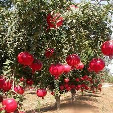 WoFLoo Live Anar Pomegranate Fruit Plant with Pot (Red) (B0B2PS6117) Amazon Price History, Amazon Price Tracker