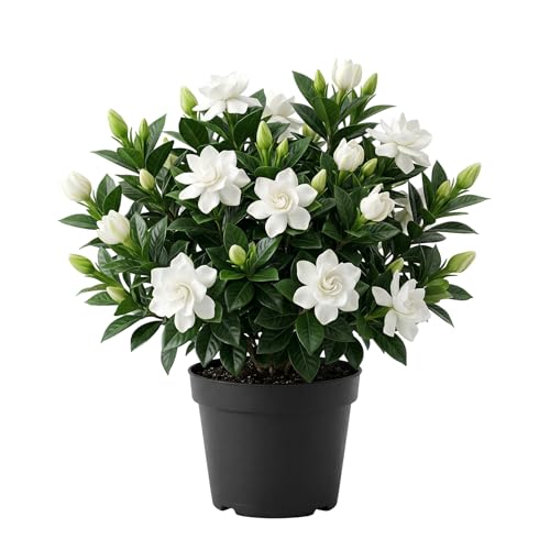 Live White Gardenia Plant with Bud Flower - Fragrant Gardenia Flowers Shurbs Double Jasmine Flower Bush 7-9 Inch Tall 3.5 Inch Pot