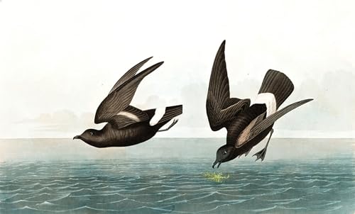Tableau Pétrel le moins orageux par John Audubon impression sur toile 60x90cm