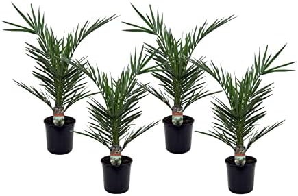 Plant in a Box Phoenix Canariensis 4er Set Kanarische Dattelpalme