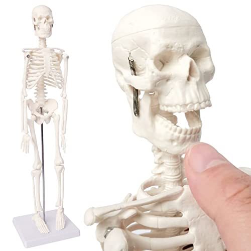 Mini modello scheletro umano per anatomia - 45,7 cm - Modello scheletro umano completo con braccio e gambe mobili su base in plastica - Per l'apprendimento medico dei bambini - Attrezzo