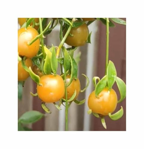 Pezzi - 3x Pereskia Aculeata Laubkaktus Frutti Commestibile Verdure Piante - Seme ID1825 - Seeds & Plants Shop by Ipsa