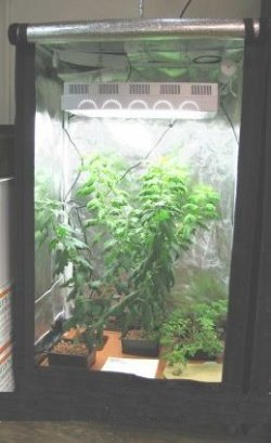 Amazon.co.jp: グロウテント(S) グロウボックス Sサイズ 水耕栽培 70