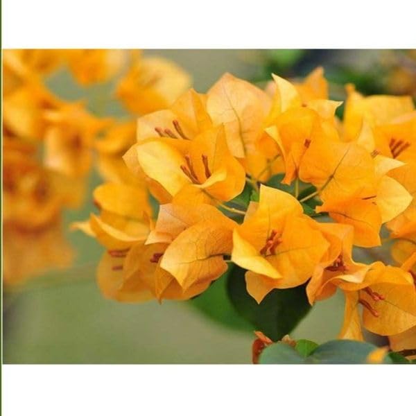 Healthy Vibe Vibrant Bougainvillea Plant - Live Outdoor Flowering Plant for Gardens | and Patios" | Outdoor Vine Plant | Vibrant Tropical Flowers | (YELLOW BOUGAINVILLEA PLANT) (B0DFCQPRQ7) Amazon Price History, Amazon Price Tracker