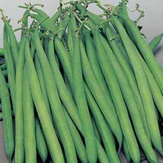 RADHE KRISHNA AGRICULTURE® VEGETABLE SEEDS FRENCH BEANS 100% ORGANIC F1 HYBRID SEEDS PACK (B07WF38RPF) Amazon Price History, Amazon Price Tracker