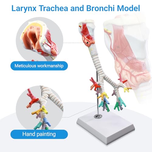 Image of Life Size Human Larynx Trachea and Bronchi Model, 3 Part Human Respiratory System Anatomical Model Larynx Trachea and Tree Model Laryngeal Anatomical Model for Medical Teaching Study with Poster