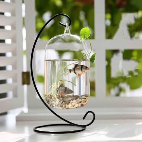 Aquarium suspendu compact en verre : la solution design pour bureau sans encombrement - 4