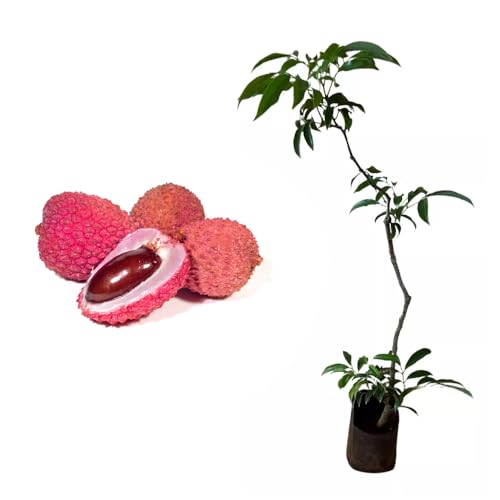 Genérico, Muda de Lichia Kwai Pink 50 a 80cm AMK - Plantas Online