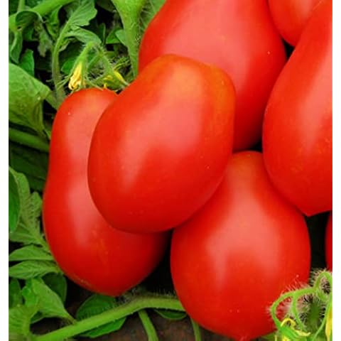 250 Roma VF Tomato Seeds | Non-GMO | Heirloom | Instant Latch Garden Seeds | Vegetable Seeds Cover