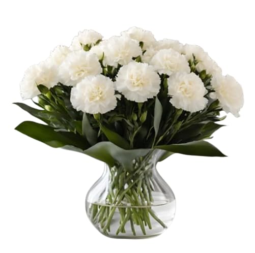 KaBloom - 24 White Carnation With Vase - Fresh Flowers for Birthday, Valentine's & Mother's Day