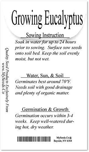 Miniatura 3 de Semillas para árbol de pino sin transgénicos de MySeeds.Co