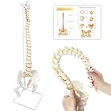 Spine Model 34.6' Life Size Spinal Cord Model, Flexible Human Spine Model, Anatomical Model with Vertebrae, Nerves, Arteries, Lumbar Column, and Male Pelvis for Science Education & Patient Education