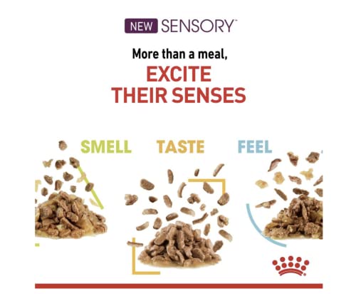 Royal Canin Sensory Feel Jelly | 12 x 85 g | Nassfutter für ausgewachsene Katzen | Stückchen in Gelee | Zur Anregung des Mundgefühls | Instinktiv bevorzugt