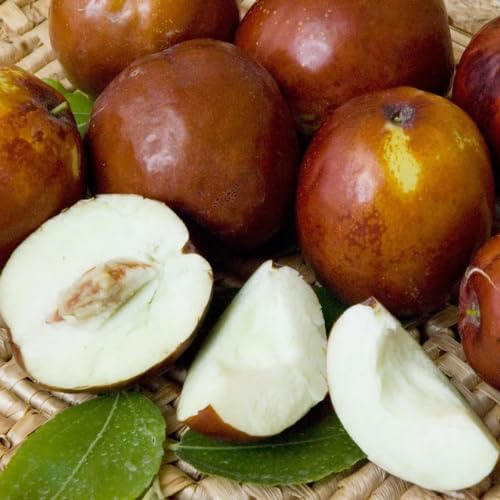 Li Jujube Tree 8-14 Tall Cold Hardy Jujube Tree Live Plant Perennial Sweet Fruit Plants