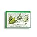 Rue Soap Bar infused with bayleaf, Jabon de ruda y laurel, for wealth, Good luck, love, money and happiness, Spiritual Bath bar soap