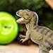 Safari Ltd. Tyrannosaurus Rex Figurine - Detailed 7