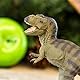 Safari Tyrannosaurus Rex 16,2 cm | Dinosaurier-Figur | Ungiftig und BPA-frei | Für Kinder ab 3 Jahren geeignet Ltd