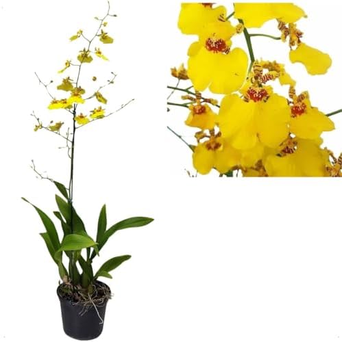 Orquídea Oncidium Aloha Plantas Adultas Naturais Flor Linda