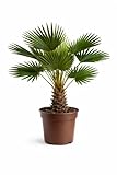 Palmera Trachycarpus Wagnerianus Natural – 10 kg de Peso – Palmera Resistente al Frío – Planta Natural de Exterior e Interior – Cuidado Fácil – Maceta Gratis Incluida