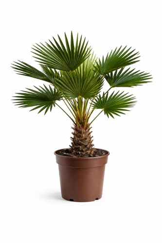 Palmera Trachycarpus Wagnerianus Natural – 10 kg de Peso – Palmera Resistente al Frío – Planta Natural de Exterior e Interior – Cuidado Fácil – Maceta Gratis Incluida
