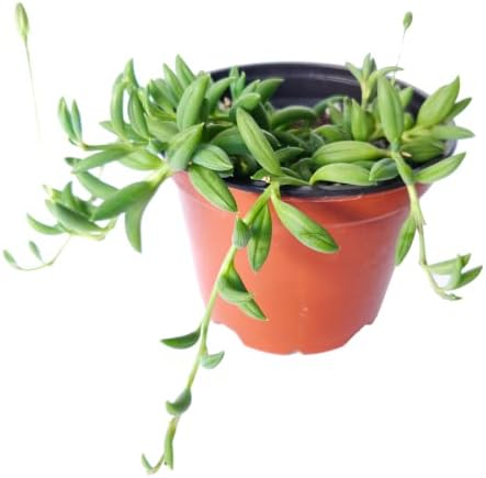 Miniatura 4 de Senecio - Cadena de plátanos suculenta a la venta (2 pulgadas + maceta moderna blanca) - Guía de cuidado