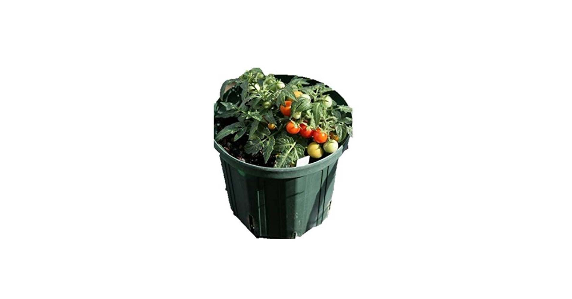 Amazon.co.jp: Tom Mini Tomato Seeds, 6 Capsules, F1 Variety
