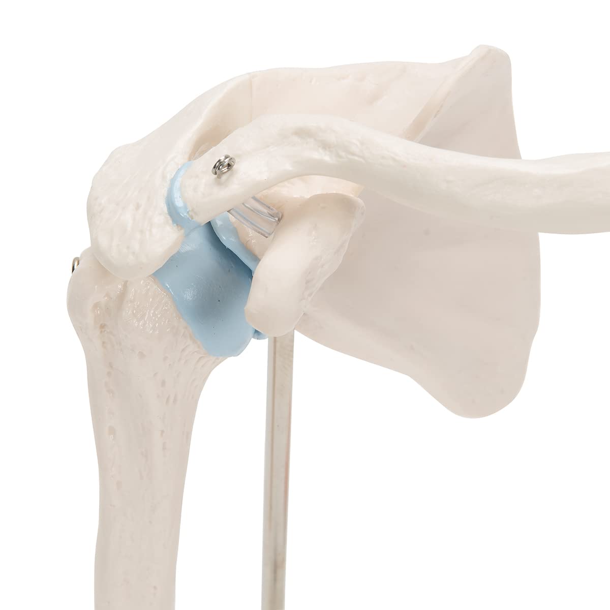 3B Scientific A86/1 Mini Articolazione della Spalla con Sezione Trasversale, su Base + software gratuito di anatomia - 3B Smart Anatomy