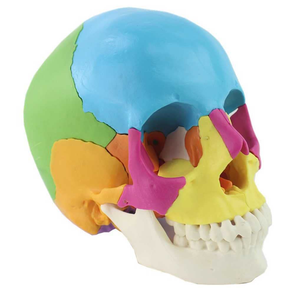 Modèle de crâne d'anatomie humaine à 22 os amovibles colorés pour simplifier l'explication médicale
