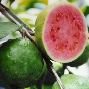 台湾のグァバ 取り苗　大木(Queen グァバ 　)花つき　大木 台湾のグァバ 取り苗 大木(Queen グァバ )花つき 大木 - メルカリ