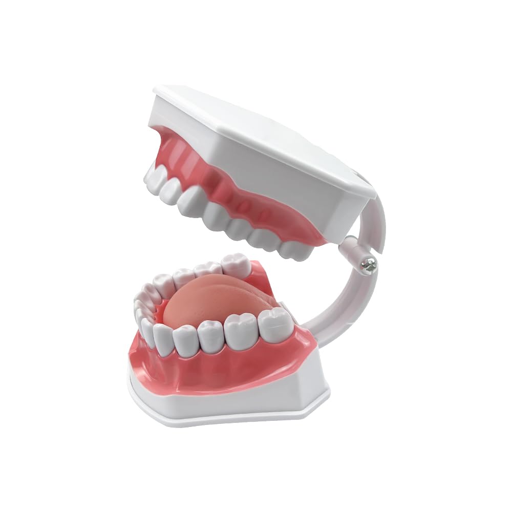 Teeth Model with Denture Toothbrush, Tooth Brushing Flossing Practice Model Demonstration Removable Lower Teeth for Kids, Dental Students, Educators