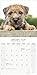 Border Terrier 2026 Calendar | Square Wall Calendar | Dog Breed Gift | Plastic Free Packaging | by Avonside Publishing