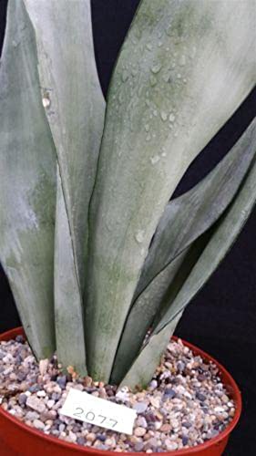 Sansevieria Trifasciata Moonshine Large Cacti Cactus Succulent Real Live Plant #TOP4