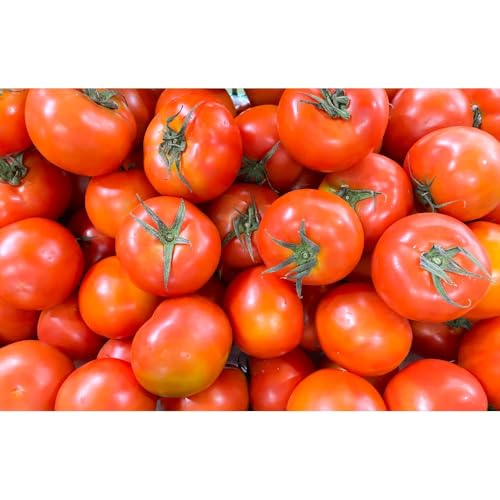 ≪先行予約≫訳ありトマト 約1kg とまと トマト tomato 野菜 甘み サンドイッチ サラダ 訳あり 訳アリ わけあり ワケアリ 規格外 旬 旬の野菜 健康 愛知県 豊橋市