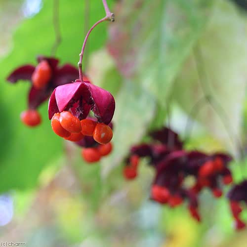 Amazon.co.jp: (山野草)盆栽 オオツリバナマユミ(大吊花真弓)4号 Amazon.co.jp: (山野草)盆栽 オオツリバナマユミ(大吊花真弓)4号