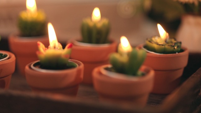 36 Bougies Succulentes Cactus - Chauffées Main - Décoration 5 Heures - Parfaites Anniversaire