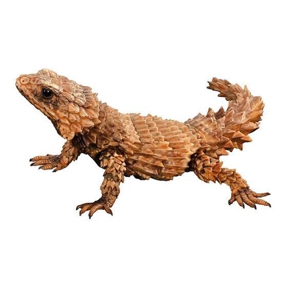 Amazon.co.jp: いきもの大図鑑 アドバンス アルマジロトカゲ