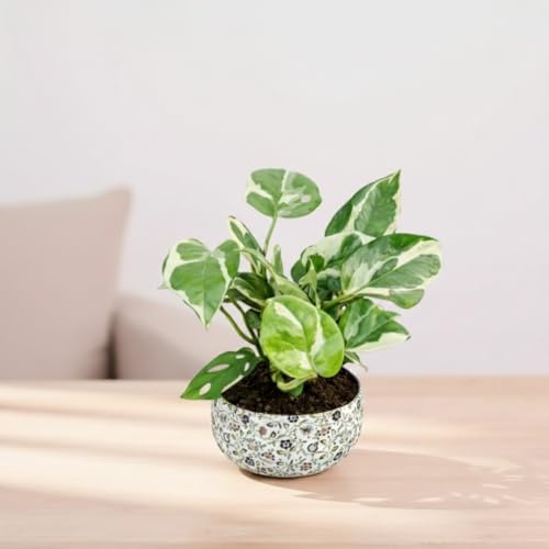 Image of Amulya Farms Indoor Plants for Home | Variegated Money Plant with Premium floral Print Metal Pot | Air Purifying Plants for Home Decor, Living Room and Office Decoration