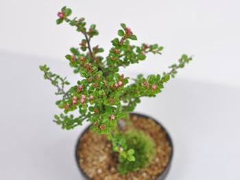 Amazon | 盆栽妙 紅紫檀(べにしたん) 幅13cm×樹高15cm | 盆栽