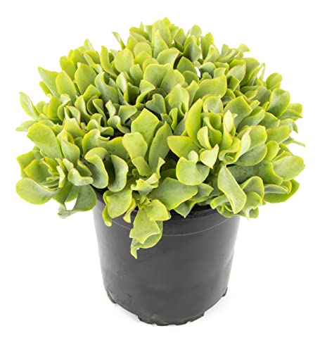 Succulents Plants Live Indoor Plants, Crassula Ripple Jade Live Houseplants, Live Succulents Live Plants Indoor Succulent Plants, Indoor Plant Real Succulents Plants House Plants by Plants for Pets