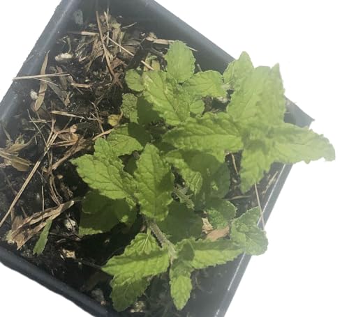 Organic Live Strawberry Mint Plant (Mentha spicata) in a 2.5 inch Pot - Fragrant Herb by Smoke Camp Crafts