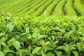 Nuevas semillas frescas de la planta de Camellia sinensis 100pcs Generic