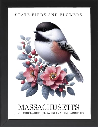 Massachusetts State Bird & Flower (Chickadee & Trailing-Arbutus), Framed Poster, State Flowers, State Birds, State Symbols, Massachusetts Wall Art Decor, Bird Art, Wall Art, Home Deco (MASSACHUSETTS, 7"Lx5"W, Framed)