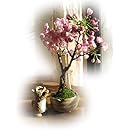 Amazon 花木屋 啓翁桜 90cm 5本組 花材 生花 切花 年賀 歳暮 プレゼント 切り花 オンライン通販