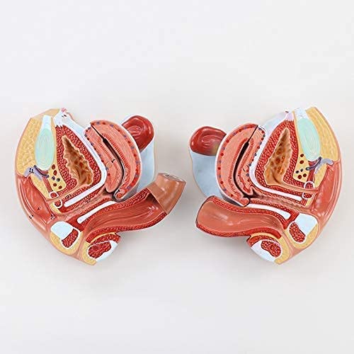 Modello Umano, Organi Riproduttivi Femminili Modello Umano Utero Ovaio Modello Anatomico Forniture per Laboratorio Medico di Ostetricia e Ginecologia