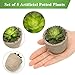 Coitak Artificial Succulent Plants Potted, Assorted Decorative Faux Succulent Potted Fake Cactus Cacti Plants with Pots, Set of 5