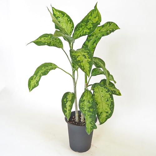 ITANSE アグラオネマ ピクタム 4号 1個売り【品種で選べる観葉植物】学名:Aglaonema 'Pictum'/サトイモ科アグラオネマ属 非耐寒性多年草/原生地:インドネシア●葉に現れる独特の迷彩柄やモザイク状の斑模様が特徴。葉の色は、濃緑から薄緑