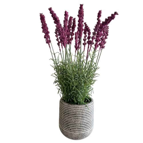 Image of Garden Art Artificial Lavender Plant with Pot - Flocked Purple Lavender Flowers in Textured Pot, Perfect for Home Decor, Office Desk & Gift Use (P-0230Pink)